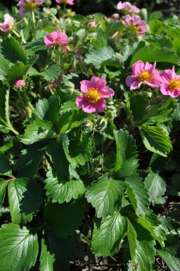 Jordbær Fragaria 'Lipstick' 5-10 potte P9