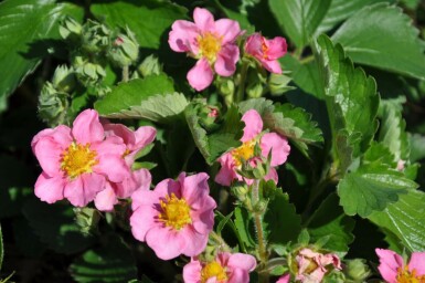 Jordbær Fragaria 'Lipstick' 5-10 potte P9