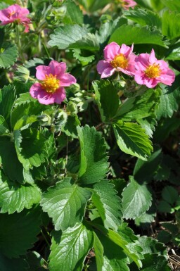 Jordbær Fragaria 'Lipstick' 5-10 potte P9