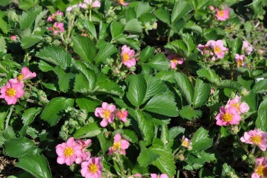 Jordbær Fragaria 'Lipstick' 5-10 potte P9