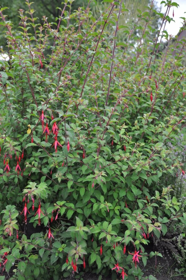 Hækfuchsia Fuchsia magellanica 'Gracilis' 5-10 potte P9 Fuchsia magellanica 'Gracilis'