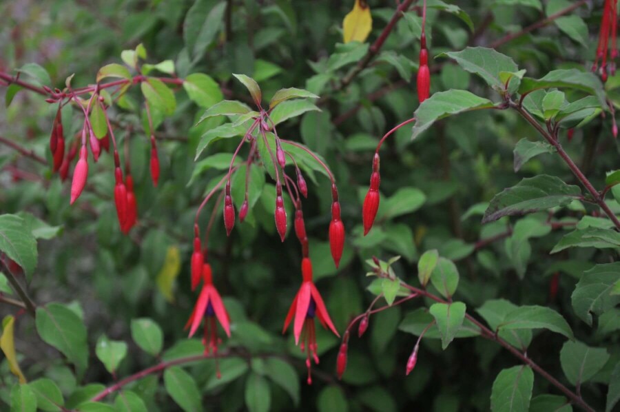 Hækfuchsia Fuchsia magellanica 'Gracilis' 5-10 potte P9 Fuchsia magellanica 'Gracilis'