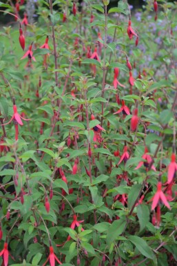 Hækfuchsia Fuchsia magellanica 'Gracilis' 5-10 potte P9