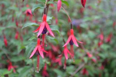 Hækfuchsia Fuchsia magellanica 'Gracilis' 5-10 potte P9