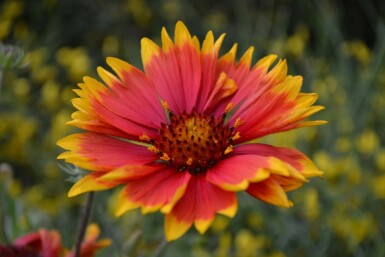 Kokarde Gaillardia 'Bijou' 5-10 potte P9 Gaillardia 'Bijou'