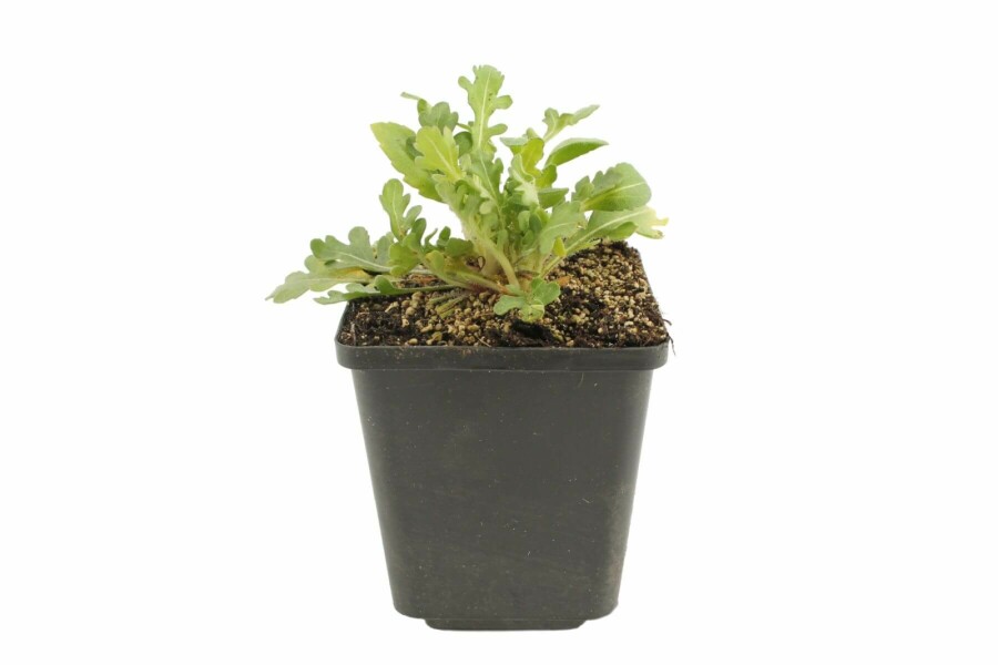 Kokarde Gaillardia 'Bijou' 5-10 potte P9 Gaillardia 'Bijou'