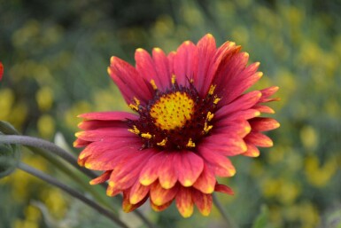 Kokarde Gaillardia 'Burgunder' 5-10 potte P9 Gaillardia 'Burgunder'