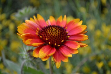 Kokarde Gaillardia 'Kobold' 5-10 potte P9