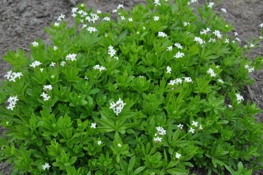 Skovmærke Galium odoratum 5-10 potte P9 Galium odoratum