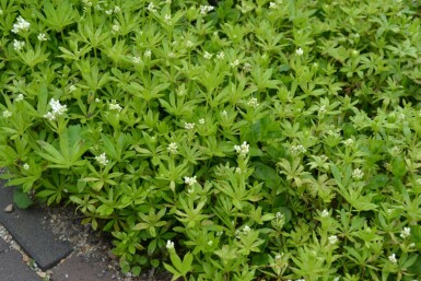 Skovmærke Galium odoratum 5-10 potte P9