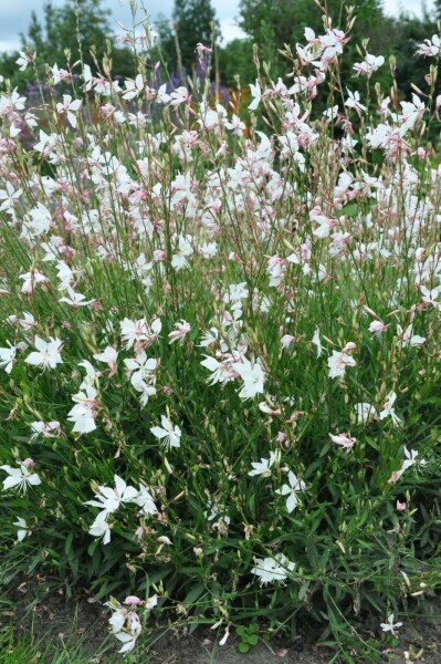 Gaura Gaura lindheimeri 'Whirling Butterflies' 5-10 potte P9 Gaura lindheimeri 'Whirling Butterflies'