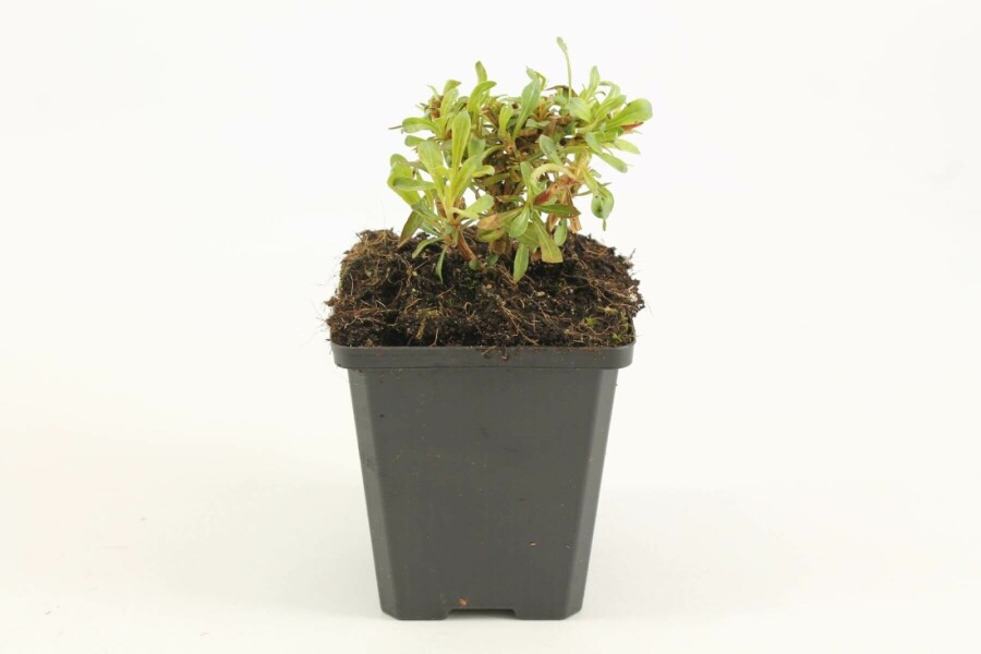 Gaura Gaura lindheimeri 'Whirling Butterflies' 5-10 potte P9 Gaura lindheimeri 'Whirling Butterflies'