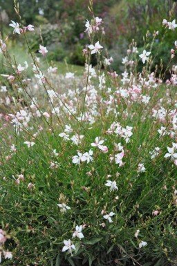 Gaura Gaura lindheimeri 'Whirling Butterflies' 5-10 potte P9 Gaura lindheimeri 'Whirling Butterflies'