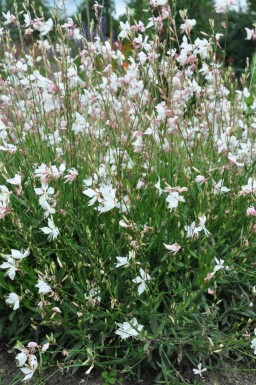 Gaura Gaura lindheimeri 'Whirling Butterflies' 5-10 potte P9 Gaura lindheimeri 'Whirling Butterflies'