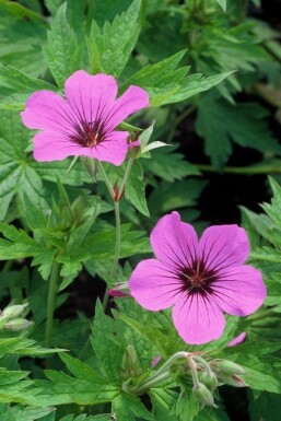 Storkenæb Geranium 'Patricia' 5-10 potte P9 Geranium 'Patricia'