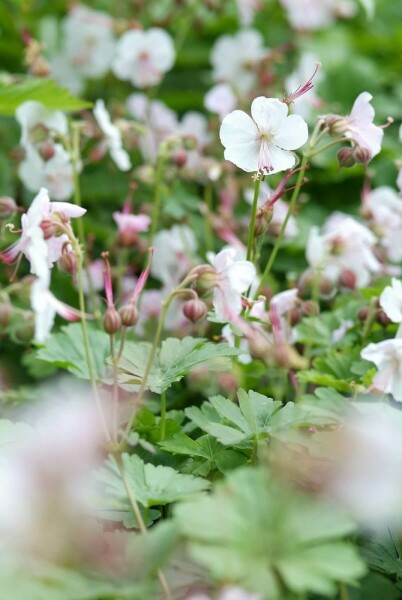 Tæppestorkenæb Geranium × cantabrigiense 'Biokovo' 5-10 potte P9 Geranium × cantabrigiense 'Biokovo'