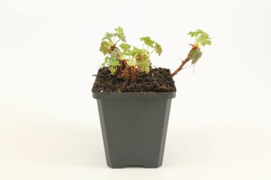 Tæppestorkenæb Geranium × cantabrigiense 'Biokovo' 5-10 potte P9