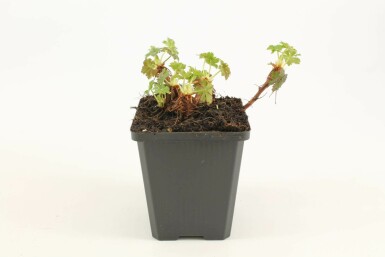 Tæppestorkenæb Geranium × cantabrigiense 'Biokovo' 5-10 potte P9 Geranium × cantabrigiense 'Biokovo'
