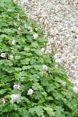 Tæppestorkenæb Geranium × cantabrigiense 'Biokovo' 5-10 potte P9