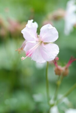Tæppestorkenæb Geranium × cantabrigiense 'Biokovo' 5-10 potte P9 Geranium × cantabrigiense 'Biokovo'