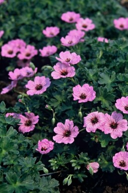 Hvidgrå storkenæb Geranium cinereum 'Ballerina' 5-10 potte P9 Geranium cinereum 'Ballerina'