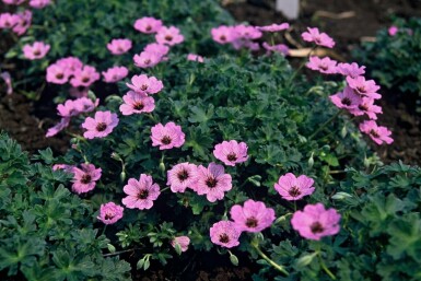 Hvidgrå storkenæb Geranium cinereum 'Ballerina' 5-10 potte P9