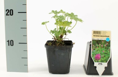 Storrodet storkenæb Geranium macrorrhizum 5-10 potte P9 Geranium macrorrhizum