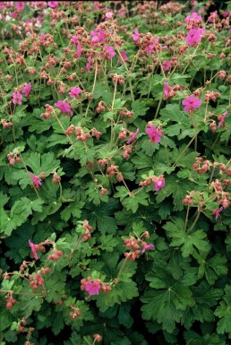 Storrodet storkenæb Geranium macrorrhizum 'Bevan's Variety' 5-10 potte P9 Geranium macrorrhizum 'Bevan's Variety'
