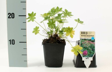 Storrodet storkenæb Geranium macrorrhizum 'Bevan's Variety' 5-10 potte P9
