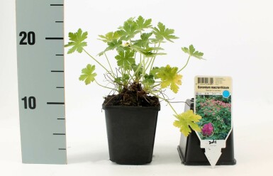 Storrodet storkenæb Geranium macrorrhizum 'Bevan's Variety' 5-10 potte P9 Geranium macrorrhizum 'Bevan's Variety'
