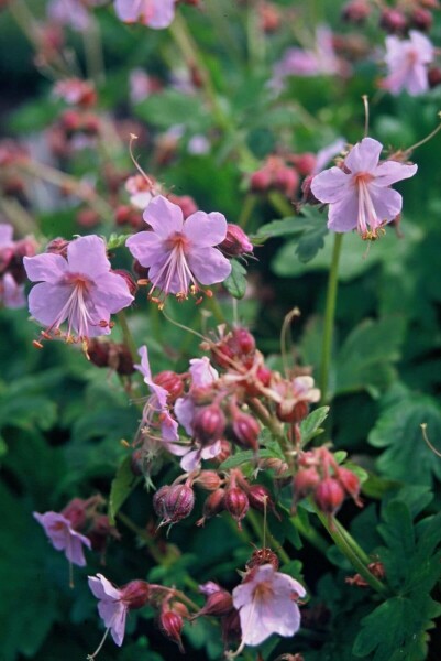 Storrodet storkenæb Geranium macrorrhizum 'Ingwersen's Variety' 5-10 potte P9 Geranium macrorrhizum 'Ingwersen's Variety'