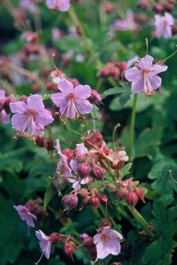 Storrodet storkenæb Geranium macrorrhizum 'Ingwersen's Variety' 5-10 potte P9