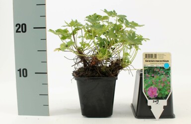 Storrodet storkenæb Geranium macrorrhizum 'Ingwersen's Variety' 5-10 potte P9 Geranium macrorrhizum 'Ingwersen's Variety'