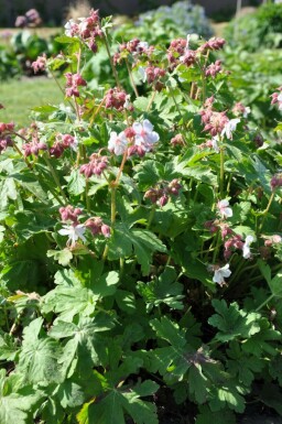 Storrodet storkenæb Geranium macrorrhizum 'Spessart' 5-10 potte P9 Geranium macrorrhizum 'Spessart'