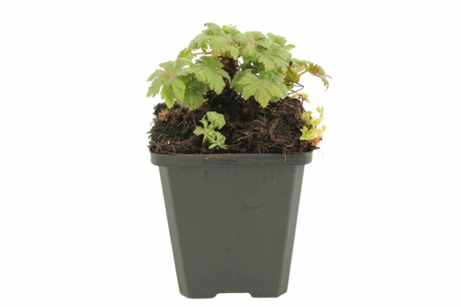 Storrodet storkenæb Geranium macrorrhizum 'Spessart' 5-10 potte P9 Geranium macrorrhizum 'Spessart'