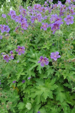 Hybridstorkenæb Geranium × magnificum 5-10 potte P9