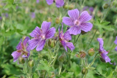 Hybridstorkenæb Geranium × magnificum 5-10 potte P9