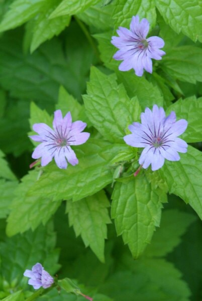 Knudret storkenæb Geranium nodosum 5-10 potte P9 Geranium nodosum