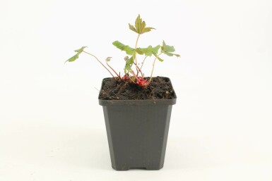 Knudret storkenæb Geranium nodosum 5-10 potte P9 Geranium nodosum