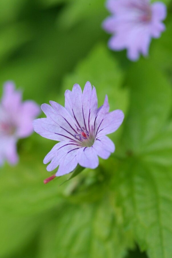 Knudret storkenæb Geranium nodosum 5-10 potte P9 Geranium nodosum