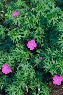 Blodrød storkenæb Geranium sanguineum 5-10 potte P9 Geranium sanguineum
