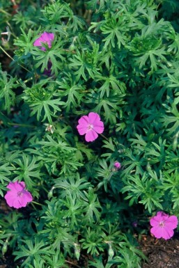 Blodrød storkenæb Geranium sanguineum 5-10 potte P9