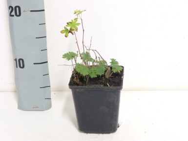 Blodrød storkenæb Geranium sanguineum 5-10 potte P9 Geranium sanguineum