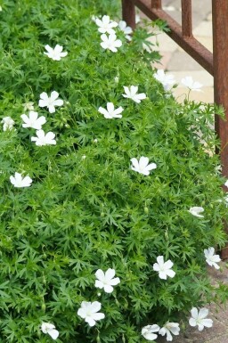 Blodrød storkenæb Geranium sanguineum 'Album' 5-10 potte P9