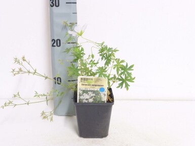 Blodrød storkenæb Geranium sanguineum 'Album' 5-10 potte P9 Geranium sanguineum 'Album'