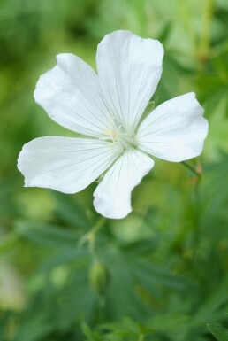 Blodrød storkenæb Geranium sanguineum 'Album' 5-10 potte P9 Geranium sanguineum 'Album'