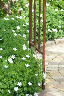 Blodrød storkenæb Geranium sanguineum 'Album' 5-10 potte P9 Geranium sanguineum 'Album'