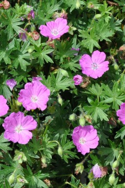 Blodrød storkenæb Geranium sanguineum 'Max Frei' 5-10 potte P9 Geranium sanguineum 'Max Frei'