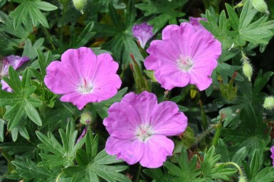 Blodrød storkenæb Geranium sanguineum 'Max Frei' 5-10 potte P9 Geranium sanguineum 'Max Frei'