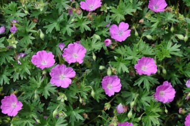Blodrød storkenæb Geranium sanguineum 'Max Frei' 5-10 potte P9 Geranium sanguineum 'Max Frei'
